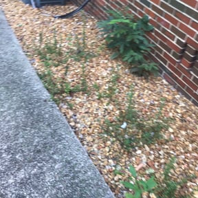 Flower Bed Weeding by Lawn Ninjas reviewed on August 17, 2025