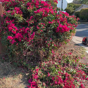 Bush Trimming by Jerrys Lawn Service reviewed on August 19, 2026