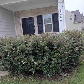 Bush Trimming by Underdog Lawn Servies reviewed on June 21, 2025