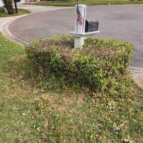 Bush Trimming by Jay's Lawn Maintenance reviewed on August 21, 2025
