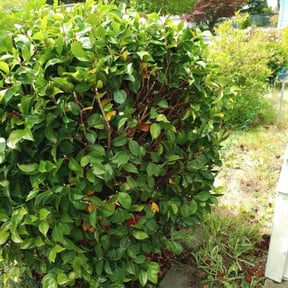 Bush Trimming by Kane & Associates, LLC. reviewed on August 15, 2025