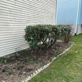 Bush Trimming by Trusted Trims, Lawn Maintenance Professional reviewed on August 20, 2025