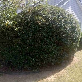Bush Trimming by Grade A Mowing INC reviewed on August 19, 2025
