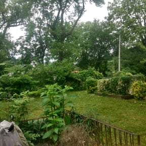 Bush Trimming by Drews Country Lawn Care reviewed on August 17, 2025