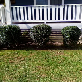 Bush Trimming by Parker Landscape & Maintenance reviewed on August 16, 2025