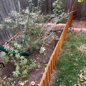 Leaf Removal by Héctor Lawn and Tree reviewed on October 18, 2025