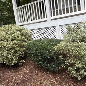 Bush Trimming by Tonys Landscaping LLC reviewed on May 26, 2025