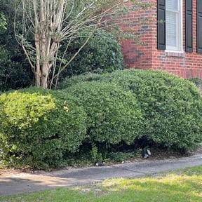 Bush Trimming by Up and running reviewed on August 20, 2025