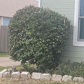 Bush Trimming by Midwest Lawns &amp; More LLC reviewed on October 11, 2024