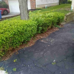 Bush Trimming by Cloverleaf Lawncare reviewed on August 15, 2025