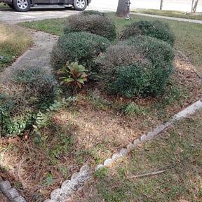 Bush Trimming by John Layne Landscaping reviewed on August 17, 2025