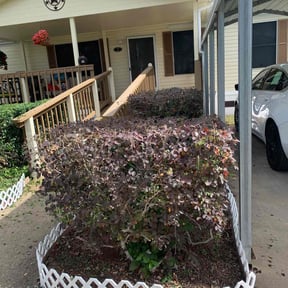 Bush Trimming by DSGB Construction LLC reviewed on August 18, 2025