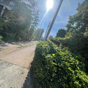 Bush Trimming by Changing Horizons LLC reviewed on August 20, 2025