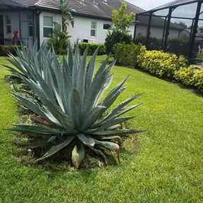 Flower Bed Weeding by TK'S Mowing reviewed on June 3, 2026