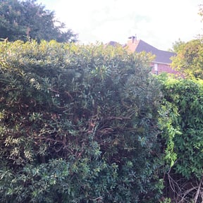 Bush Trimming by MEDINA&#039;S LANDSCAPPING reviewed on August 20, 2025