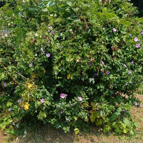 Bush Trimming by Hill Bros lawncare reviewed on August 17, 2025