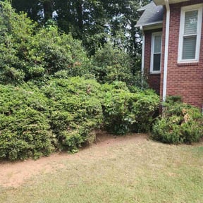 Bush Trimming by Dee's Touch lawn care reviewed on August 21, 2025