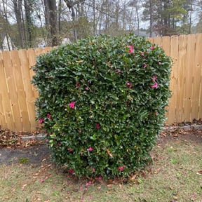 Bush Trimming by Giron Tree Services LLC reviewed on August 16, 2025