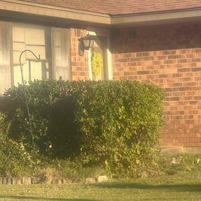 Bush Trimming by Field of Green lawn and Landscape reviewed on December 11, 2025