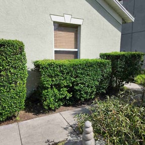 Bush Trimming by Clean cut maintence reviewed on October 20, 2023