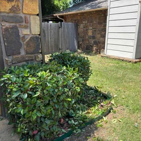 Bush Trimming by High Hedgez reviewed on May 16, 2026