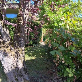 Bush Trimming by Jeanie&#039;s Lawn Service reviewed on November 18, 2025