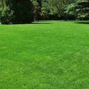 turf care by BiG Lawn Service reviewed on August 16, 2025