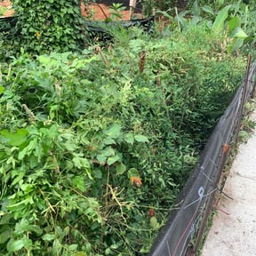 Bush Trimming by Acosta’s LawnCare reviewed on August 17, 2025