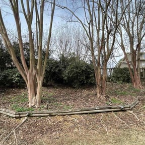 Bush Trimming by J&A Affordable Landscape reviewed on August 20, 2025
