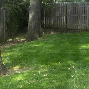 Leaf Removal by Jerem&#039;s Clean Cuts reviewed on September 16, 2025