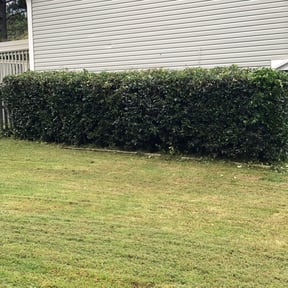 Bush Trimming by Deke&#039;s reviewed on August 17, 2025