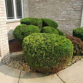Bush Trimming by Unlimited Works reviewed on August 21, 2025