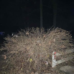 Bush Trimming by Sweat &amp; Soil reviewed on November 24, 2025