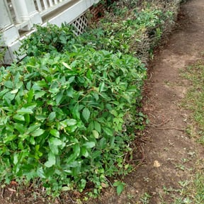 Bush Trimming by Two (2) Brothers llc reviewed on August 16, 2025