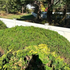 Bush Trimming by Gabsbyllc reviewed on November 6, 2025