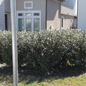 Bush Trimming by Central TX Services reviewed on August 17, 2025