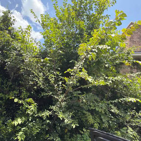 Bush Trimming by B &amp; B Lawn Care reviewed on June 21, 2026