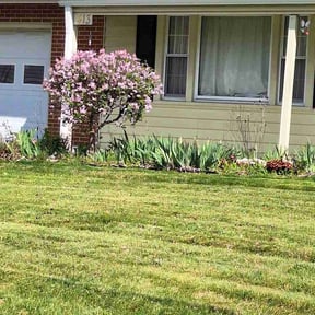 Bush Trimming by Los Hombre Landscaping reviewed on April 19, 2026