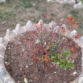 Flower Bed Weeding by SLD Affordable Lawn and Contracting Services reviewed on July 15, 2026