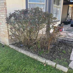 Bush Trimming by Graffeo's Lawn Service reviewed on August 18, 2025