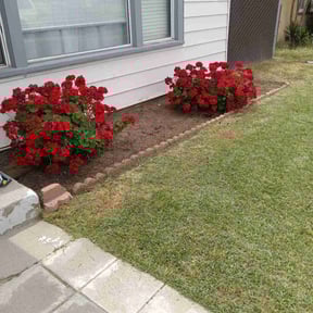 Bush Trimming by Native LandCare LLC reviewed on August 17, 2025