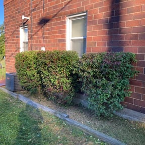 Bush Trimming by Bowles lawn care reviewed on August 16, 2025