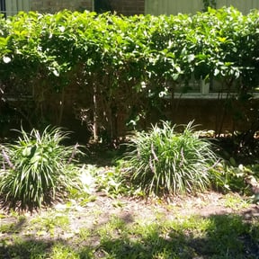 Bush Trimming by D.P.S (Dave Property Services) reviewed on August 18, 2025