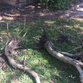 Bush Trimming by Home team maintenance reviewed on August 21, 2025
