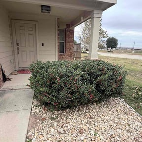 Bush Trimming by Fresh Views Lawn Service reviewed on December 28, 2025