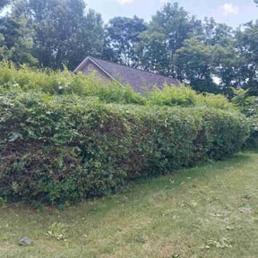 Bush Trimming by Coleman's lawn care reviewed on August 21, 2025
