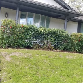 Bush Trimming by Greenstate Landscaping LLC reviewed on August 19, 2025