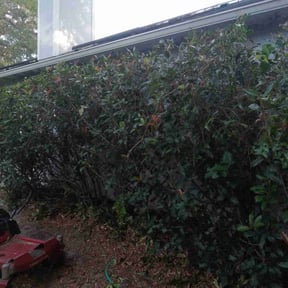 Bush Trimming by Great American Lawn’s reviewed on August 18, 2025