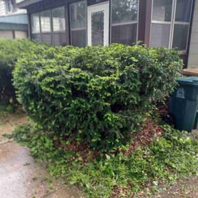 Bush Trimming by Premium Design Landscaping Inc reviewed on August 15, 2025