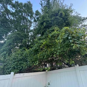 Bush Trimming by Devout Landscape reviewed on November 21, 2025